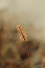 dry grass in the morning