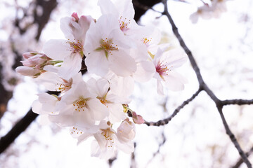 桜　cherry blossums 