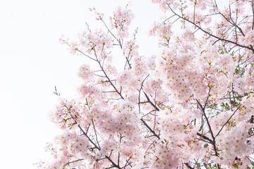 桜　cherry blossums 