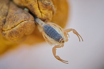 Hand in glove holds scorpion with camouflage, dangerous animals