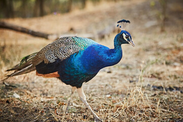 Fototapeta premium A beautiful blue peacock walks on the ground