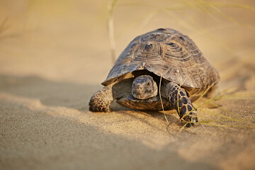 Mediterranean tortoise crawling in the desert sand, close-up