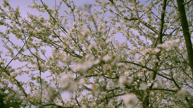 Blooming tree with white cherry flowers over blue sky at background. Retro photo style 