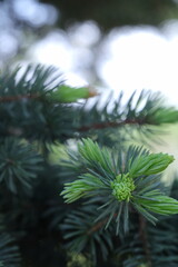 branches of a pine