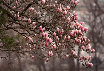 Kwitnące Magnolie. Szlak kwitnącej Magnolii w Cieszynie. Śląsk Cieszyński. Polska.