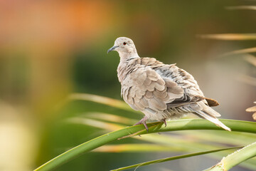 African collared dove (Streptopelia roseogrisea), with a beautiful green coloured background. Colourful songbird with cream feathers sitting on the palm. Wildlife scene from nature, Tenerife, Spain