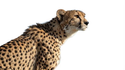 cheetah, isolated transparent background