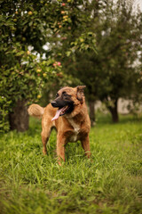 A large dog stands in an apple orchard with its tongue hanging out, waiting for its owners