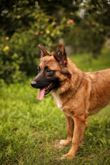 Portrait of a dog with its tongue hanging out in an apple orchard