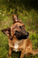 Hairy dog ​​looks at camera, licks lips and turns head