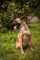 Portrait of a dog with its tongue hanging out in an apple orchard