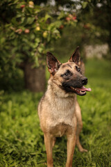 Portrait of a dog with its tongue hanging out in an apple orchard
