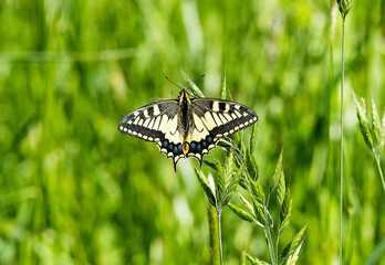 Papilio machaon