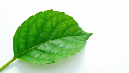Obraz premium Green leaf isolated on white background with subtle texture, foliage, organic, plant