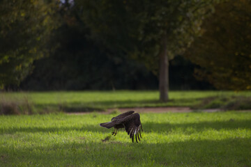 Buzzard takes off, buzzard starts to fly, buzzard taking off, bird of prey takes off, bird of prey...