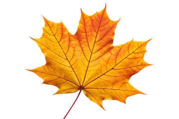 Fototapeta premium Vibrant Autumn Maple Leaf with Red, Orange, and Yellow Hues - Nature's Seasonal Beauty
