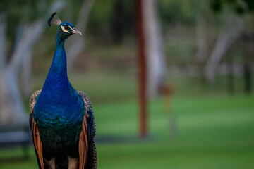 Peacock on fence, park at Lake Moondarra, Mt Isa, Queensland Australia, tourist travel destination