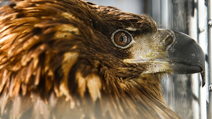 White-tailed eagle (Haliaeetus albicilla) in an aviary.