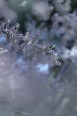 spring white flowers in the garden, spring flowers, white flowers, spring time, green background