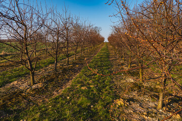 Fototapeta premium Apple orchard during a sunny day in early spring with buds emerging