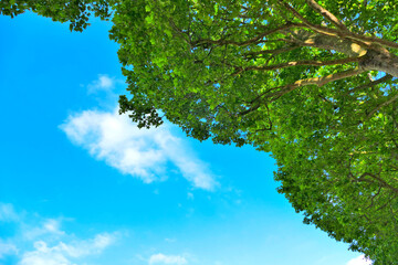 青空と新緑