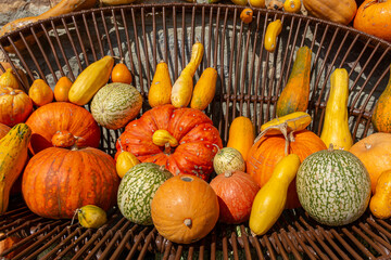 Variety of pumpkins in a rural setting