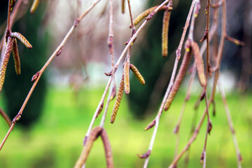 close up tree branches