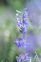lavender flowers in the garden, spring flowers in the garden, spring flowers, purple flowers, spring time, green background