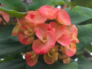pink and yellow flower Beautiful Euphorbia Blooms Colorful Crown of Tho Flowers