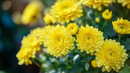 Fototapeta premium Beautiful Yellow chrysanthemum flowers closeup in the winter garden, Closeup of Chrysanthemum flower, Field of the Yellow Chrysanthemum, Beautiful Yellow flower blooming in nature.
