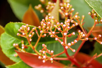 close up of a flower buds