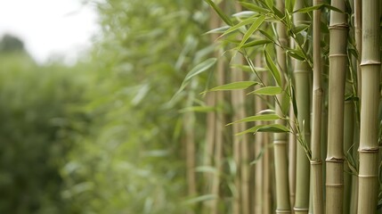 Lush Green Bamboo Forest Background Tranquil Nature Scene for Serenity and Zen
