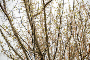 tree branches against blue sky background