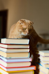 A ginger Scottish Fold cat curiously navigates a pile of colorful books. The warm indoor atmosphere enhances the playful and inquisitive nature of the feline.