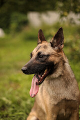 Portrait of a dog with its tongue hanging out in an apple orchard