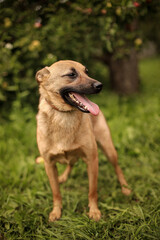 A large dog stands in an apple orchard with its tongue hanging out, waiting for its owners