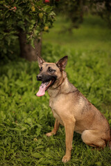 Portrait of a dog with its tongue hanging out in an apple orchard