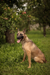 Portrait of a dog with its tongue hanging out in an apple orchard