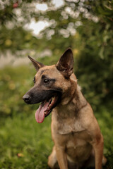Portrait of a dog with its tongue hanging out in an apple orchard