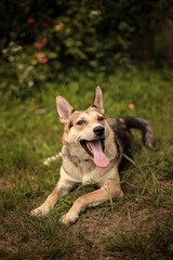 A big dog with a very long tongue lies under an apple tree in the garden in summer