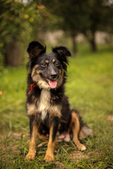 Large shaggy tricolor yard dog in a green garden