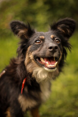 Portrait of a dog with its tongue hanging out in an apple orchard