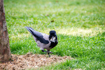 crow on the grass