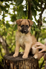 A small tricolor puppy sits on a stump under an apple tree