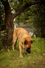 A large dog is looking for something in the grass in an apple orchard under a tree