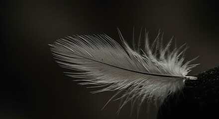 Obraz premium White Feather Close Up on Dark Background Gentle and Delicate