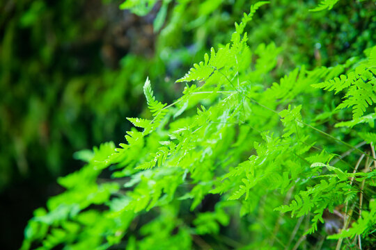 Von der Sonne beschienener Farn im Wald mit leuchtend gr&uuml;nen Bl&auml;ttern