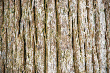 Obraz premium old wood texture