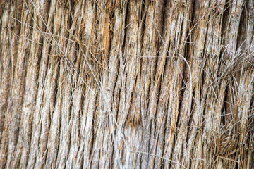 wood texture background