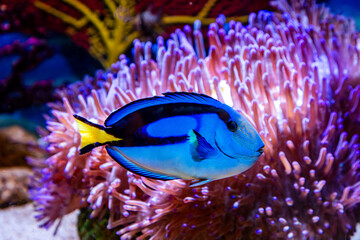 Dory the blue tang fish